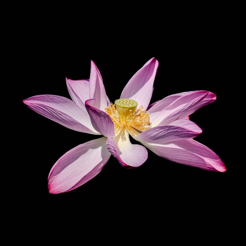 Lotus thangka symbol