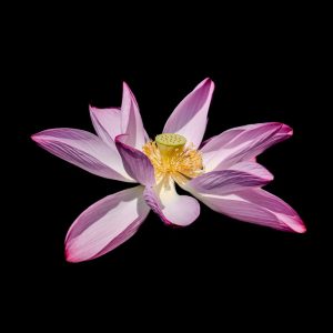 Thangka Lotus Bracelet